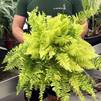 Nephrolepis exaltata "Tiger Stripe"