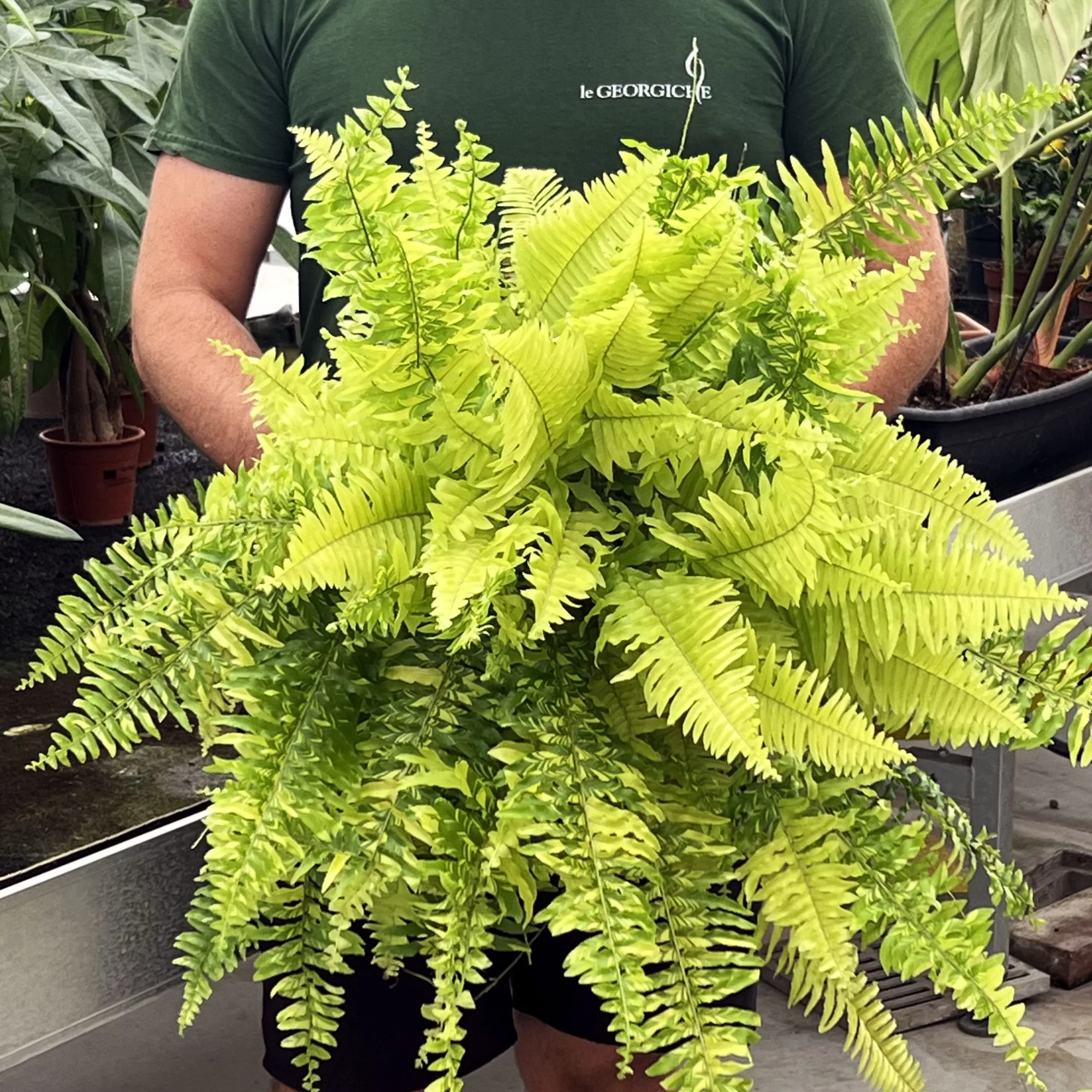 Nephrolepis exaltata “Tiger Stripe”