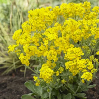 Alyssum saxatile "Gold Kobold"