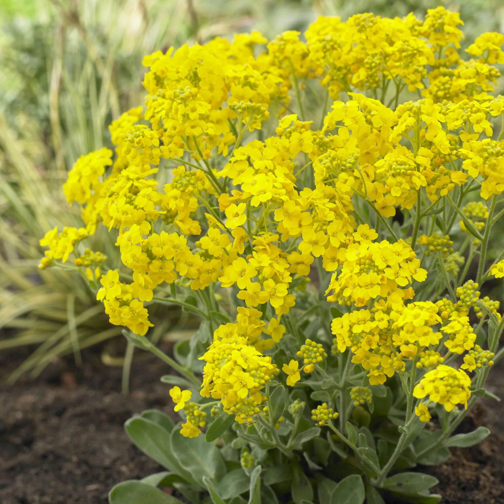Alyssum saxatile “Gold Kobold”