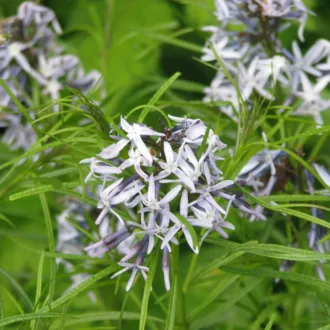 Amsonia hubrichtii