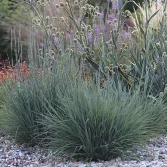 Andropogon scoparius "Prairie Blues"
