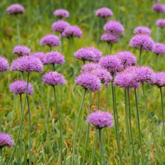 Allium senescens "Glaucum"