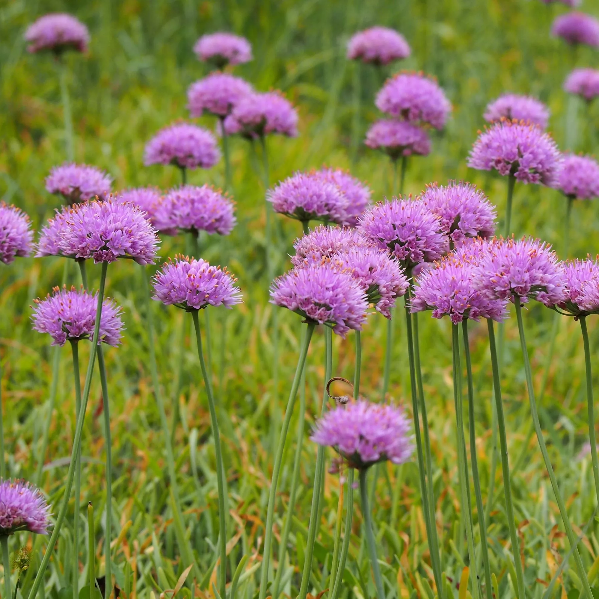 Allium senescens “Glaucum”