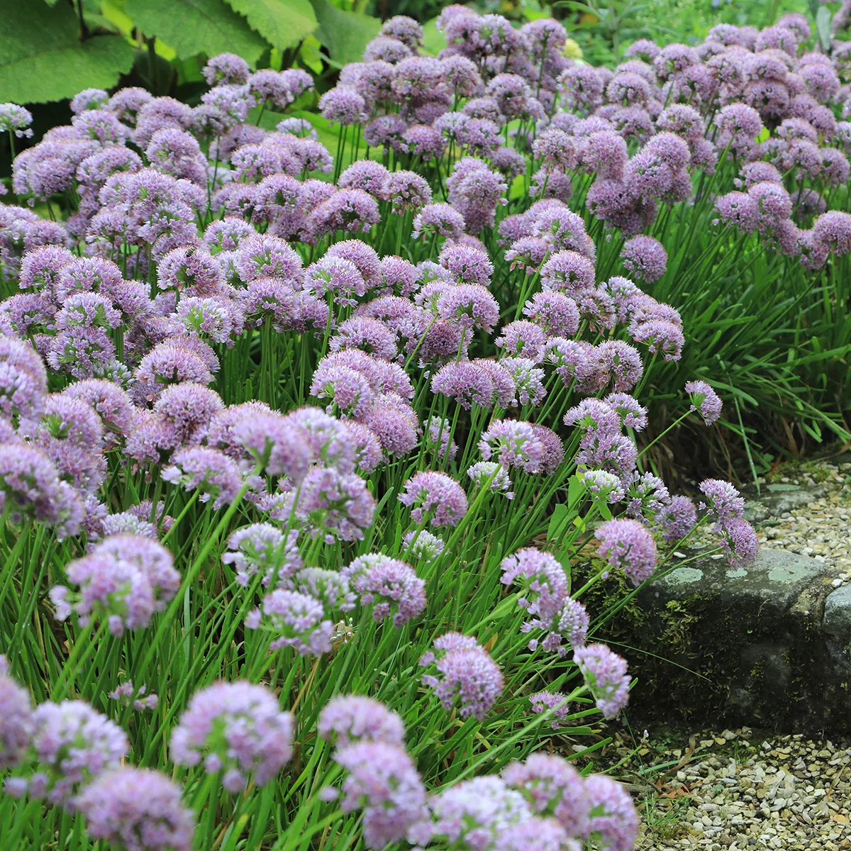 Allium palustris