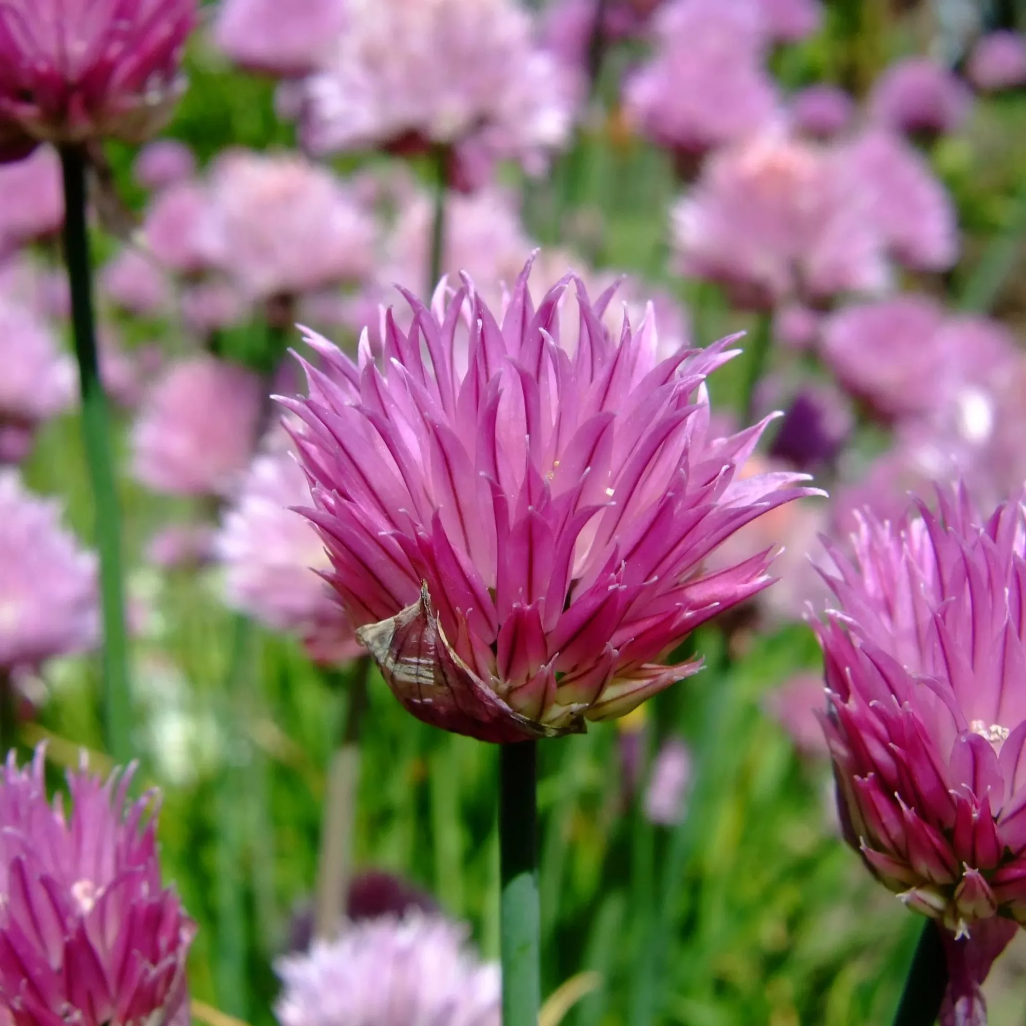 Allium schoenoprasum “Pink One”