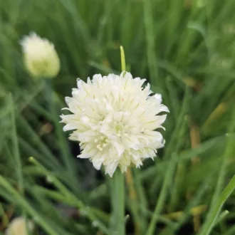 Allium schoenoprasum "White One"