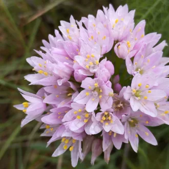 Allium roseum