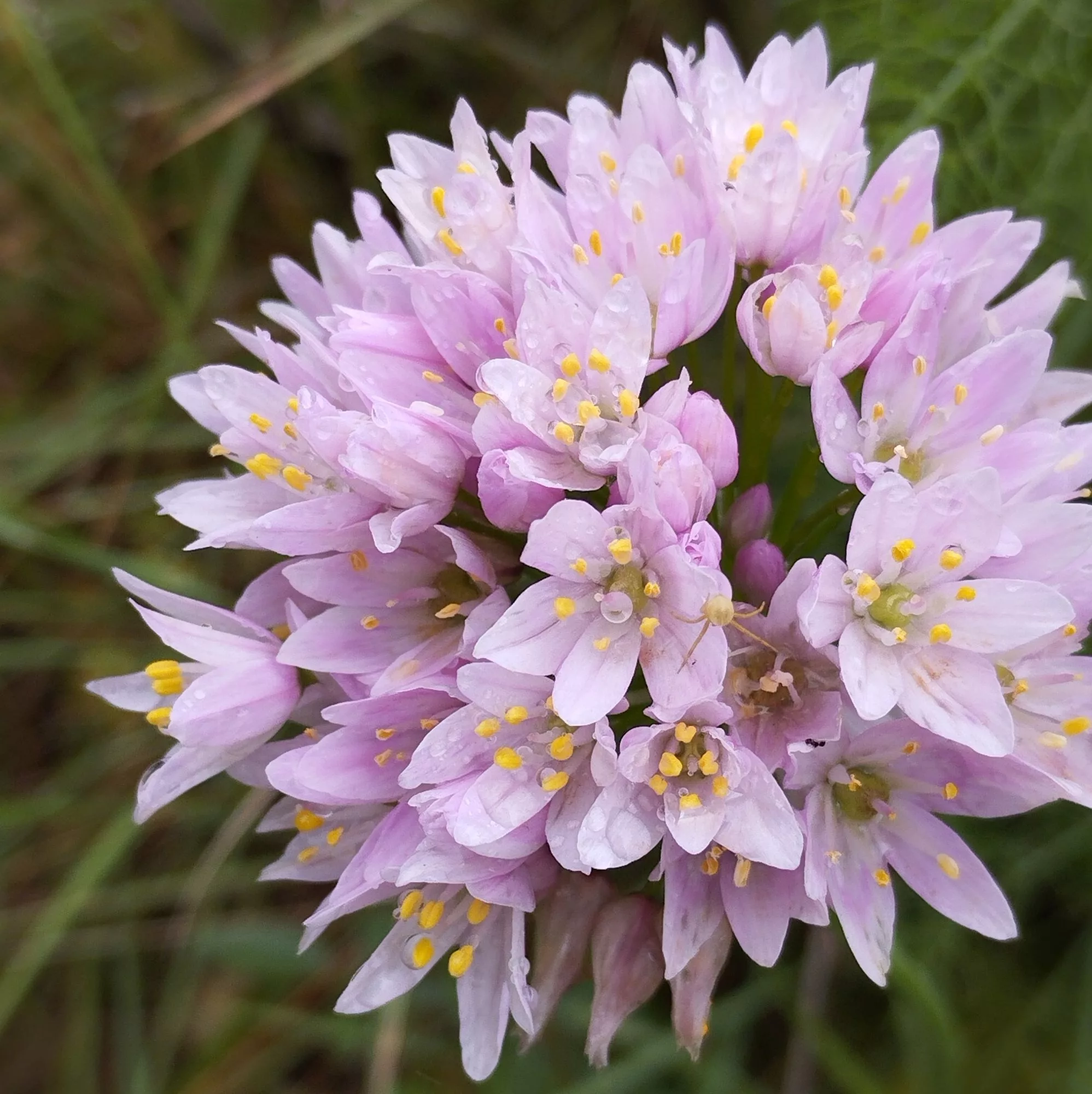 Allium roseum