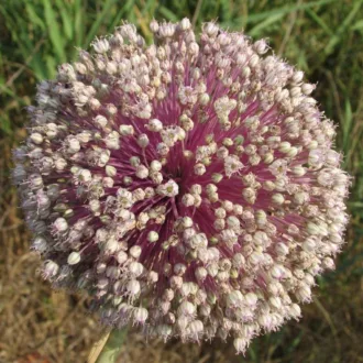 Allium commutatum