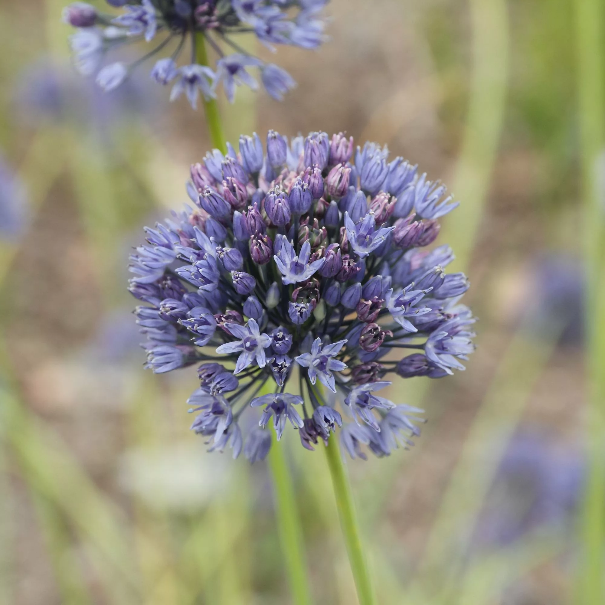 Allium caeruleum