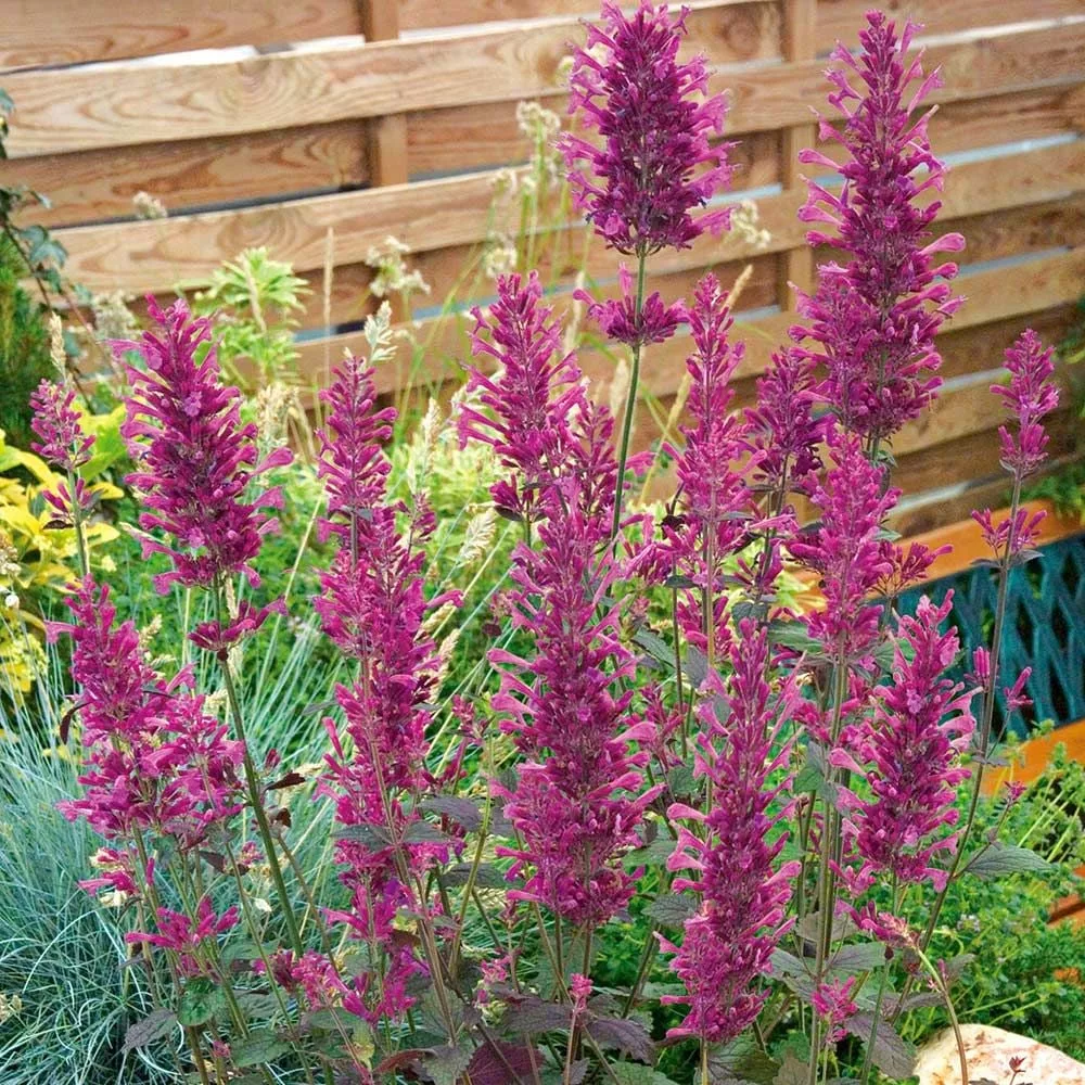 Agastache mexicana “Bolero”