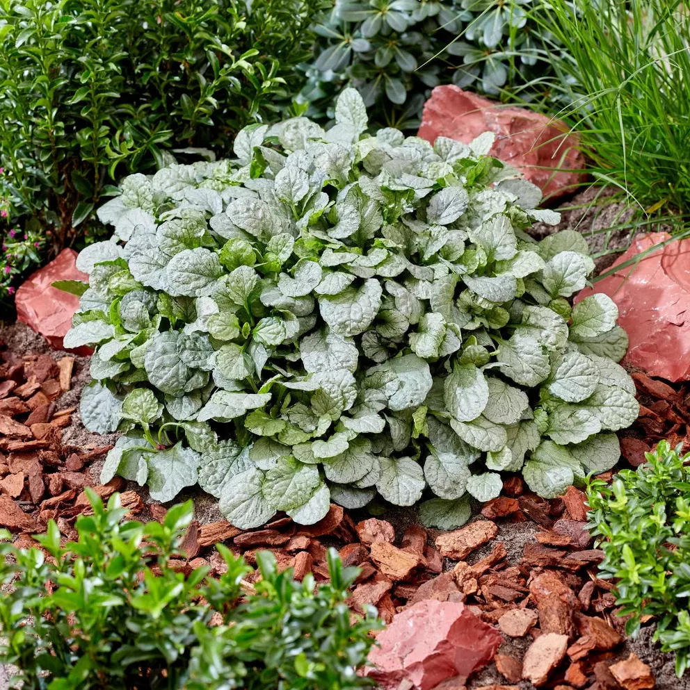 Ajuga reptans “Princess Elsa”