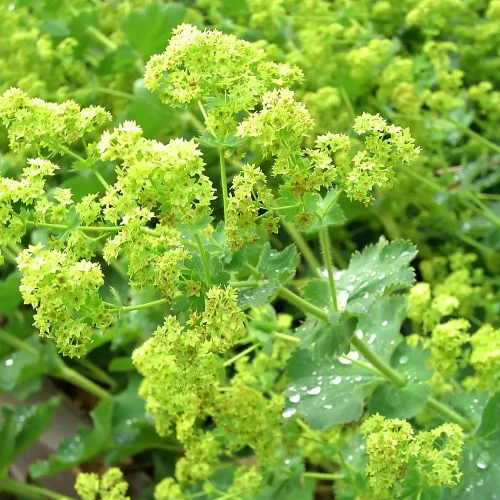 Alchemilla mollis “Irish Silk”