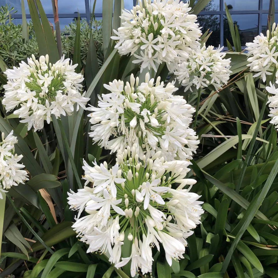 Agapanthus praecox “Getty White”