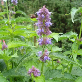 Agastache rugosa