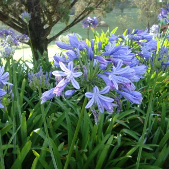 Agapanthus africanus "Blue"