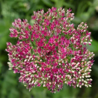 Sedum telephium "Surrender Rose"