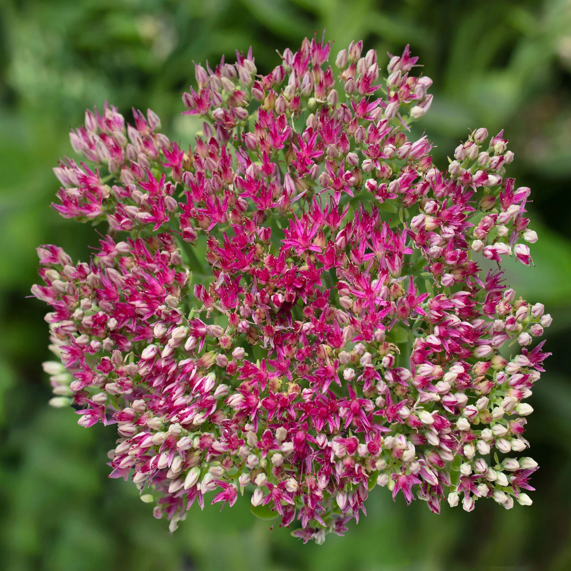 Sedum telephium “Surrender Rose”
