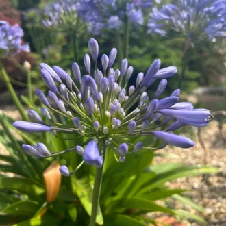 Agapanthus praecox "Queen Anne"