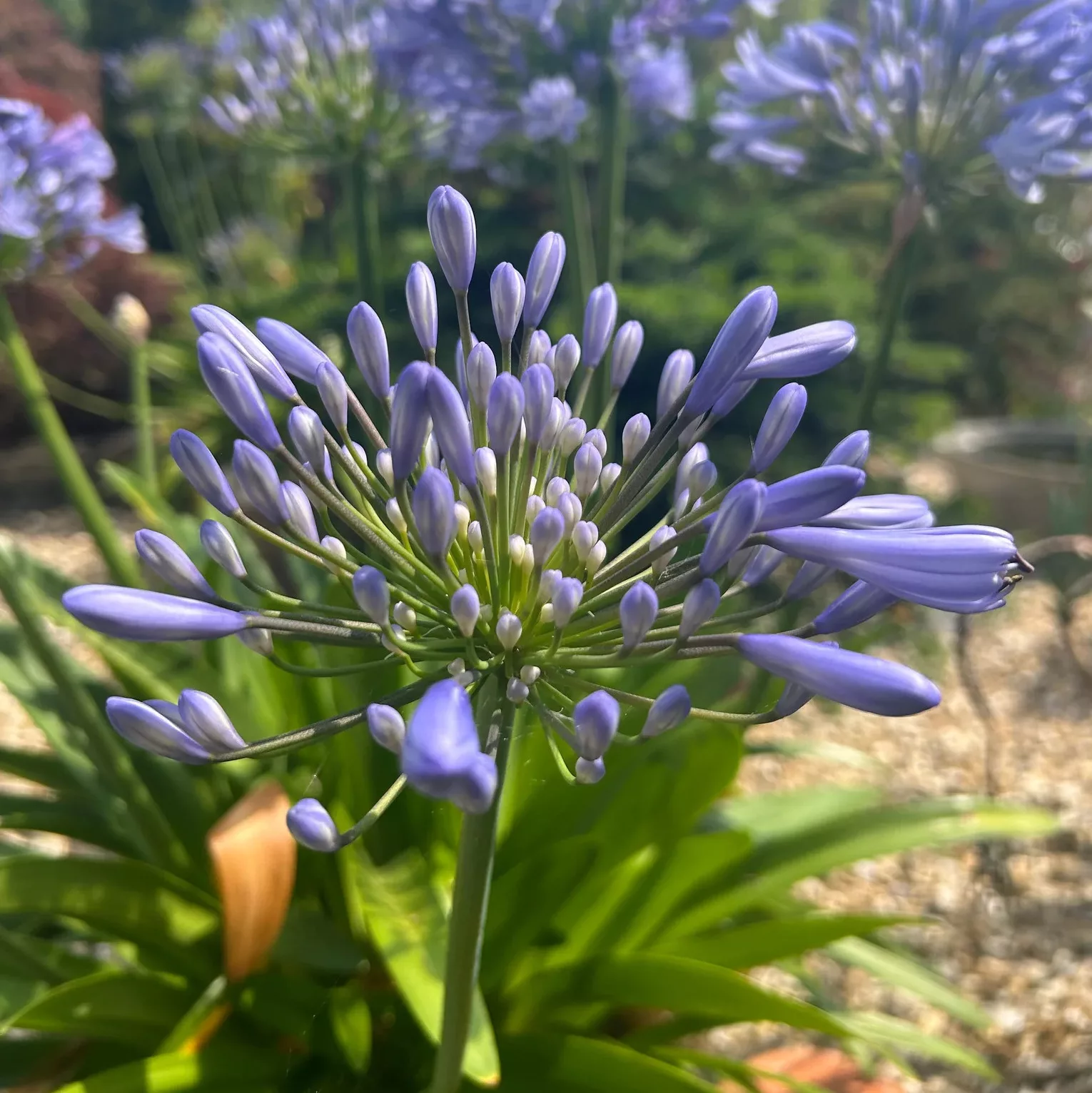 Agapanthus praecox “Queen Anne”