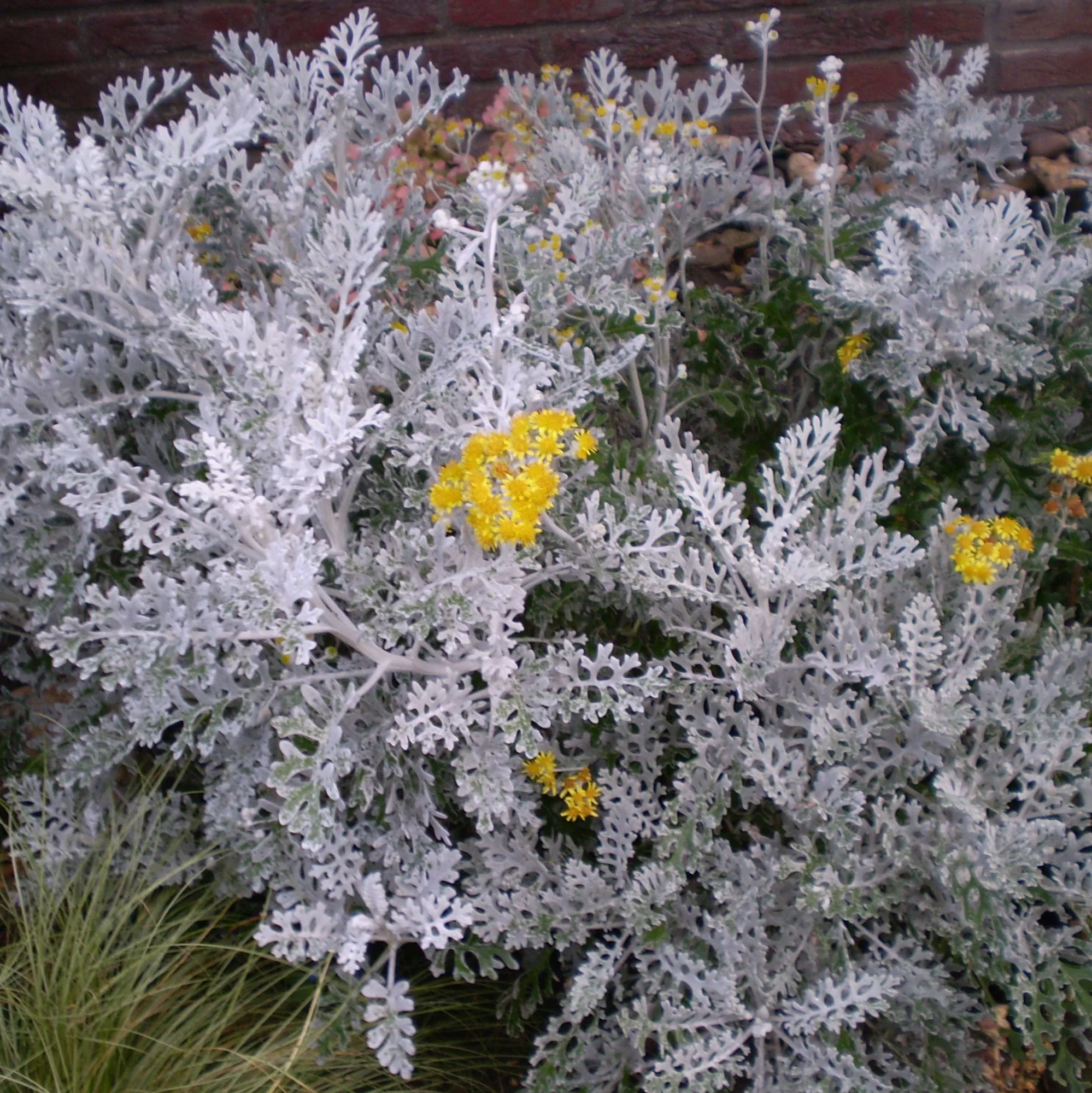 Senecio bicolor “Silverdust”