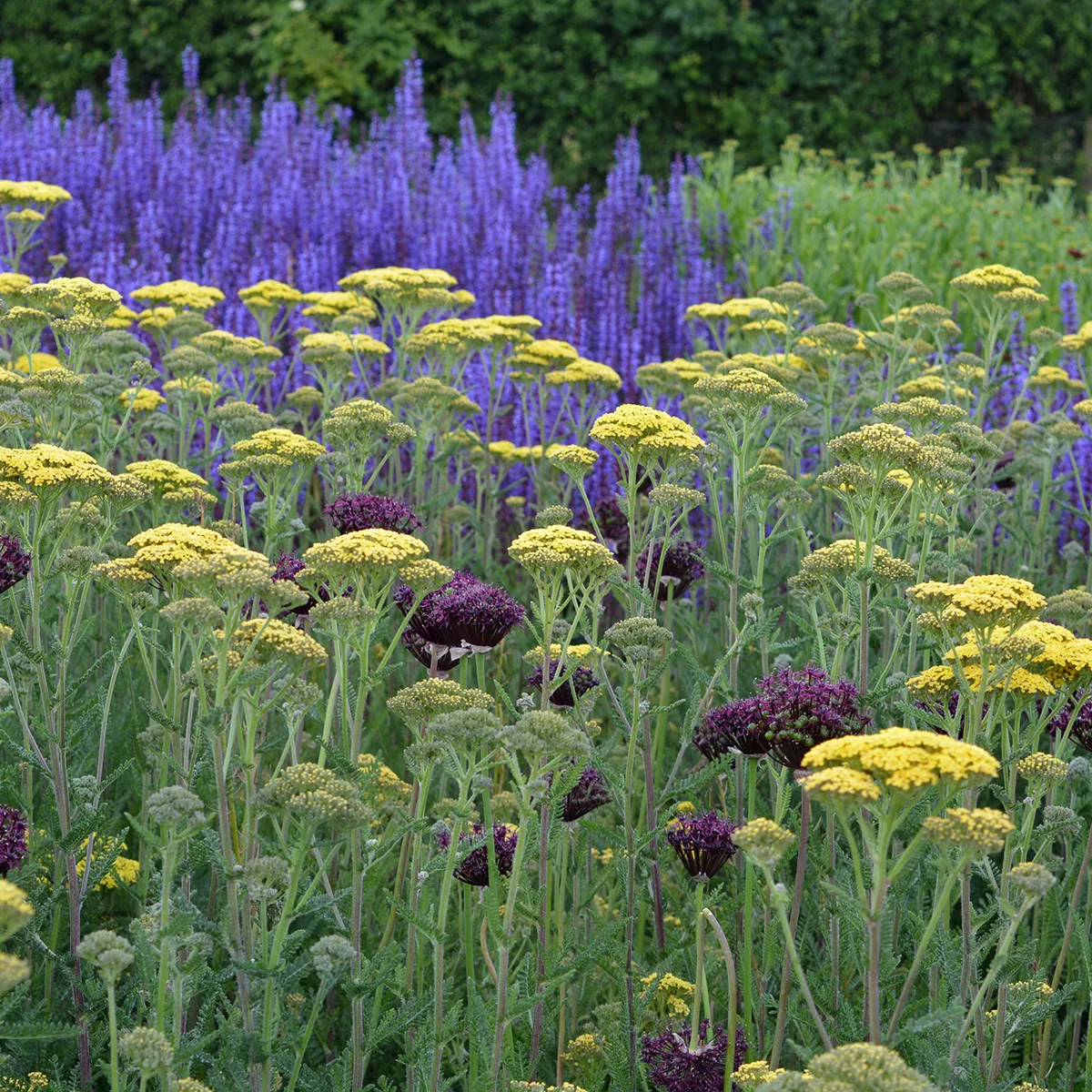 Achillea millefolium “Hella Glashoff”