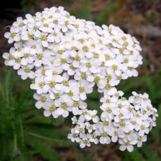 Achillea millefolium "Proa"