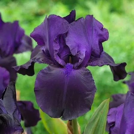 Iris germanica “Black Taffeta”