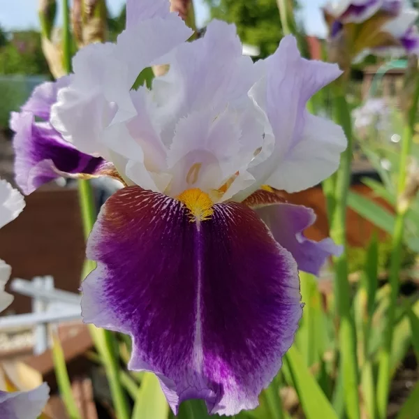 Iris germanica “Silver Peak”