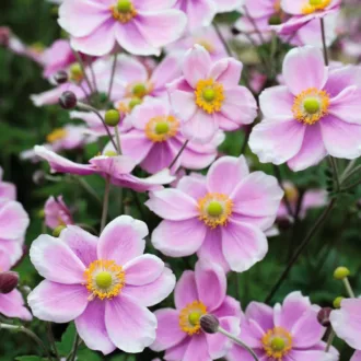 Anemone hupehensis "Emmy Pink Blush"