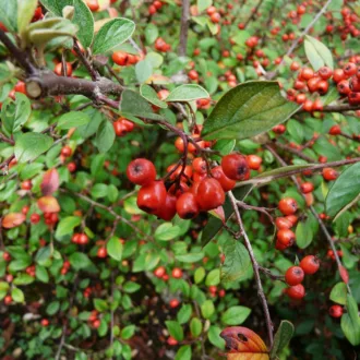 Cotoneaster franchetii