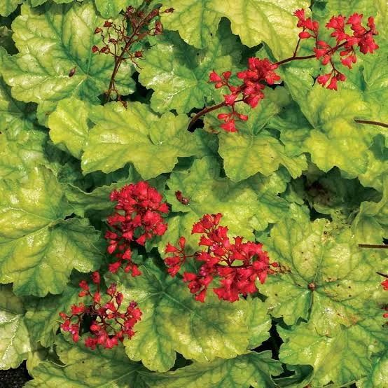 Heuchera “Tokyo”