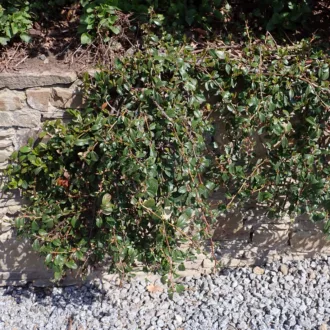 Cotoneaster dammeri "Radicans"