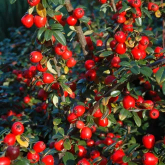 Cotoneaster "Coral Beauty"