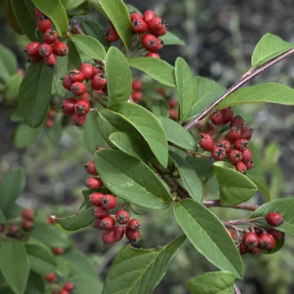 Cotoneaster salicifolius