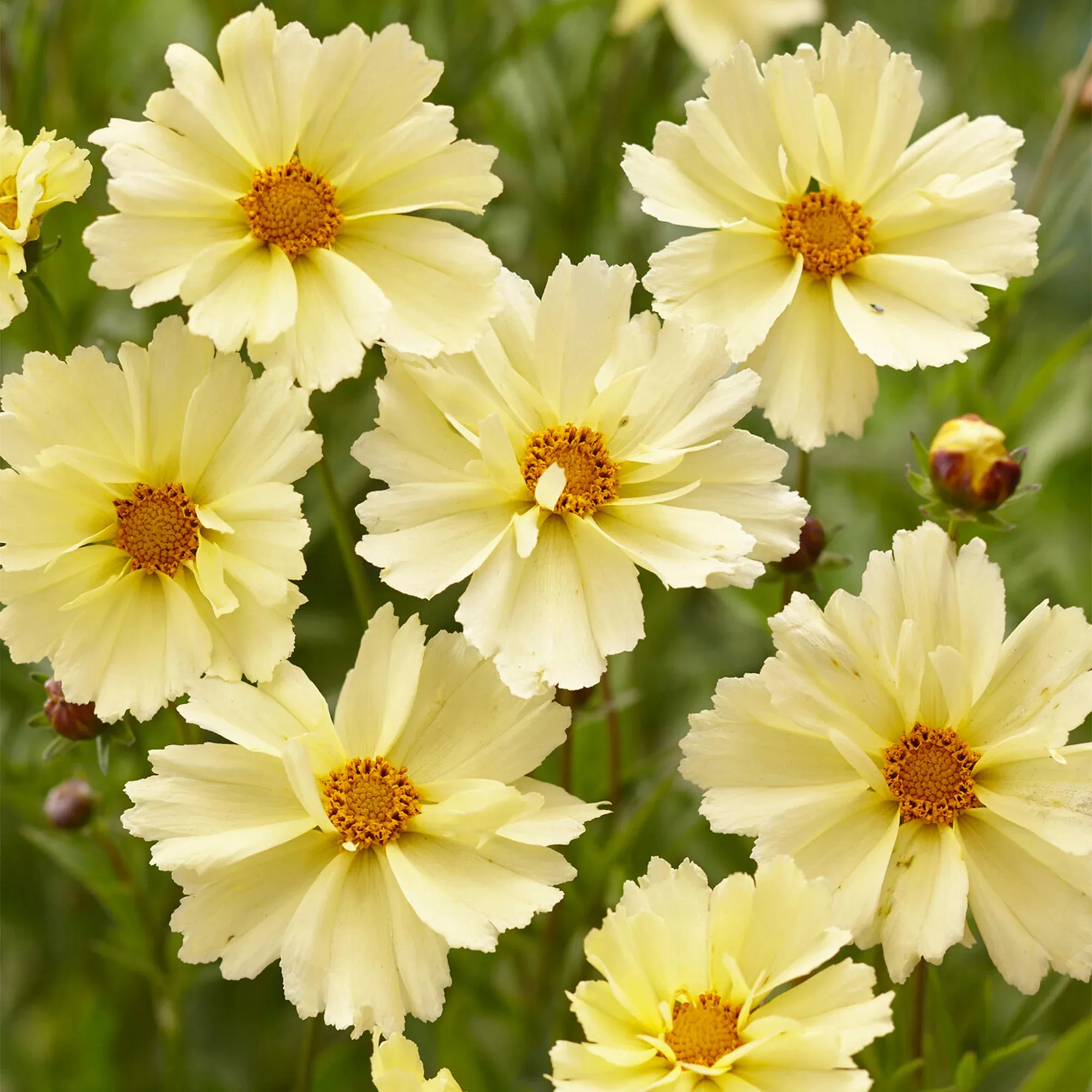 Coreopsis grandiflora “Uptick® Cream”