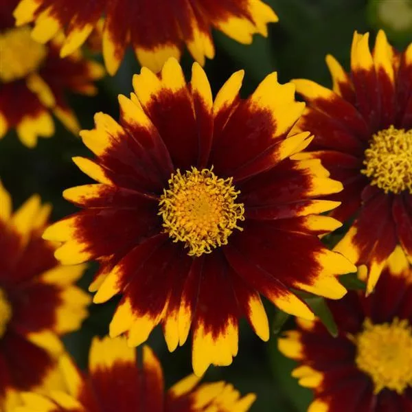 Coreopsis grandiflora “Uptick® Red”