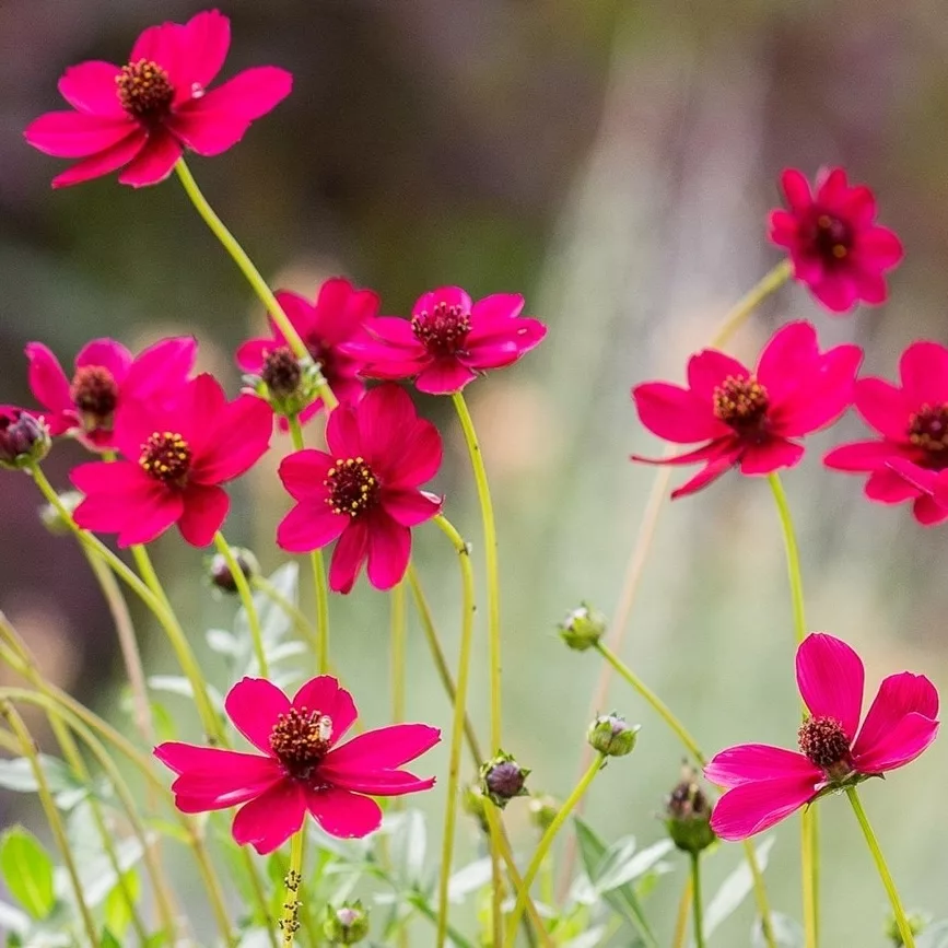 Cosmos atrosanguineus “Cherry Chocolate”