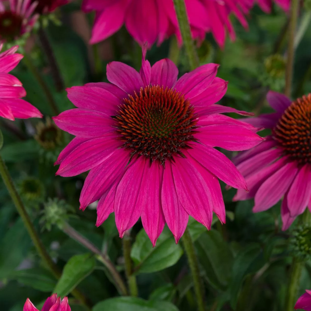 Echinacea “Lakota Rose”