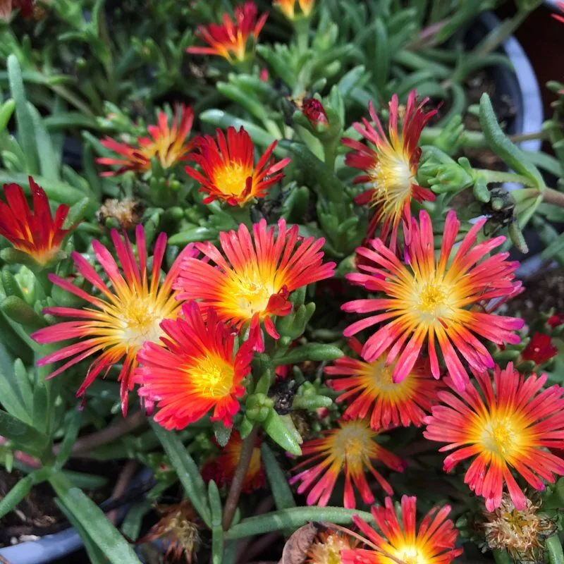Delosperma cooperi “Delmara Red”
