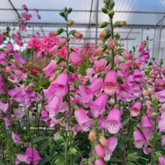 Digitalis purpurea "Panther"