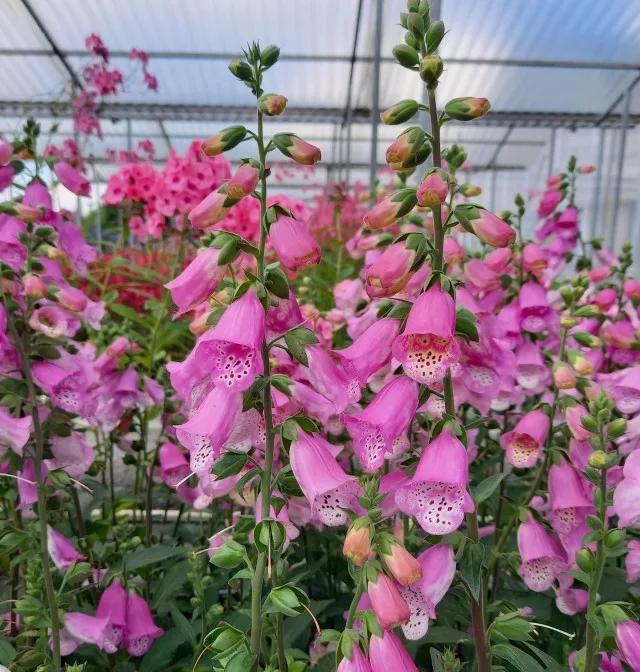 Digitalis purpurea “Panther”