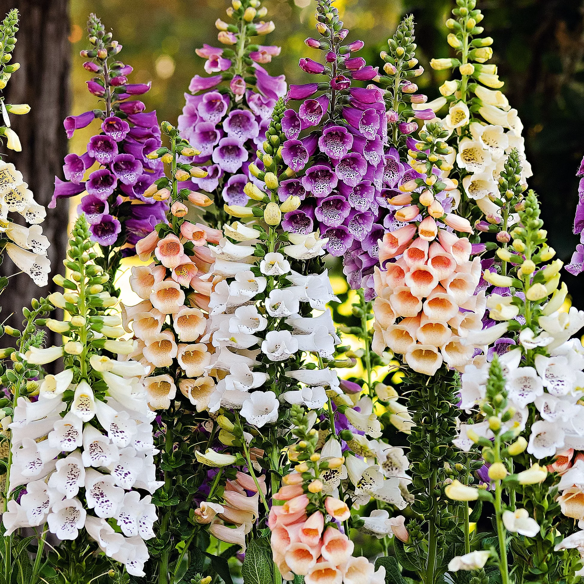 Digitalis purpurea “Dalmatian Mix”