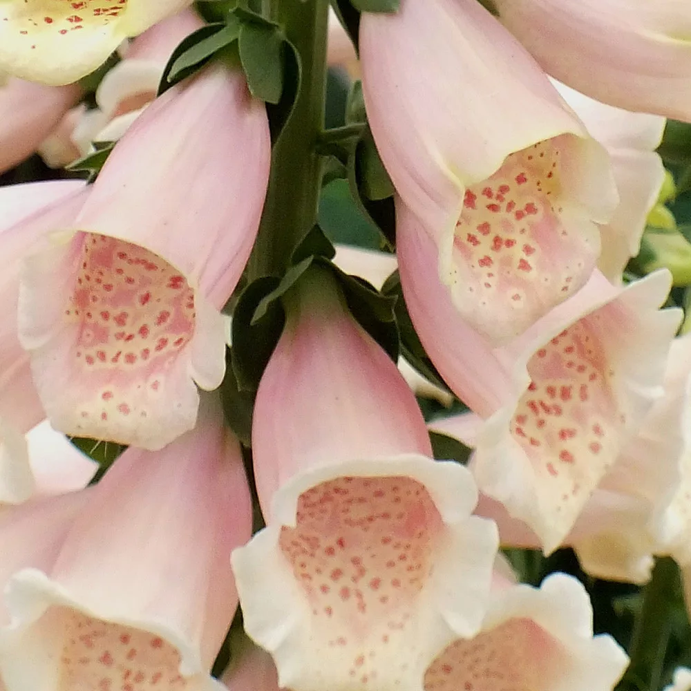 Digitalis purpurea “Dalmatian Peach”