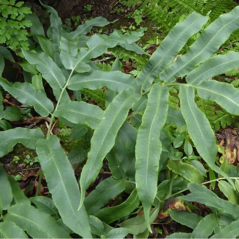 Dryopteris sieboldii