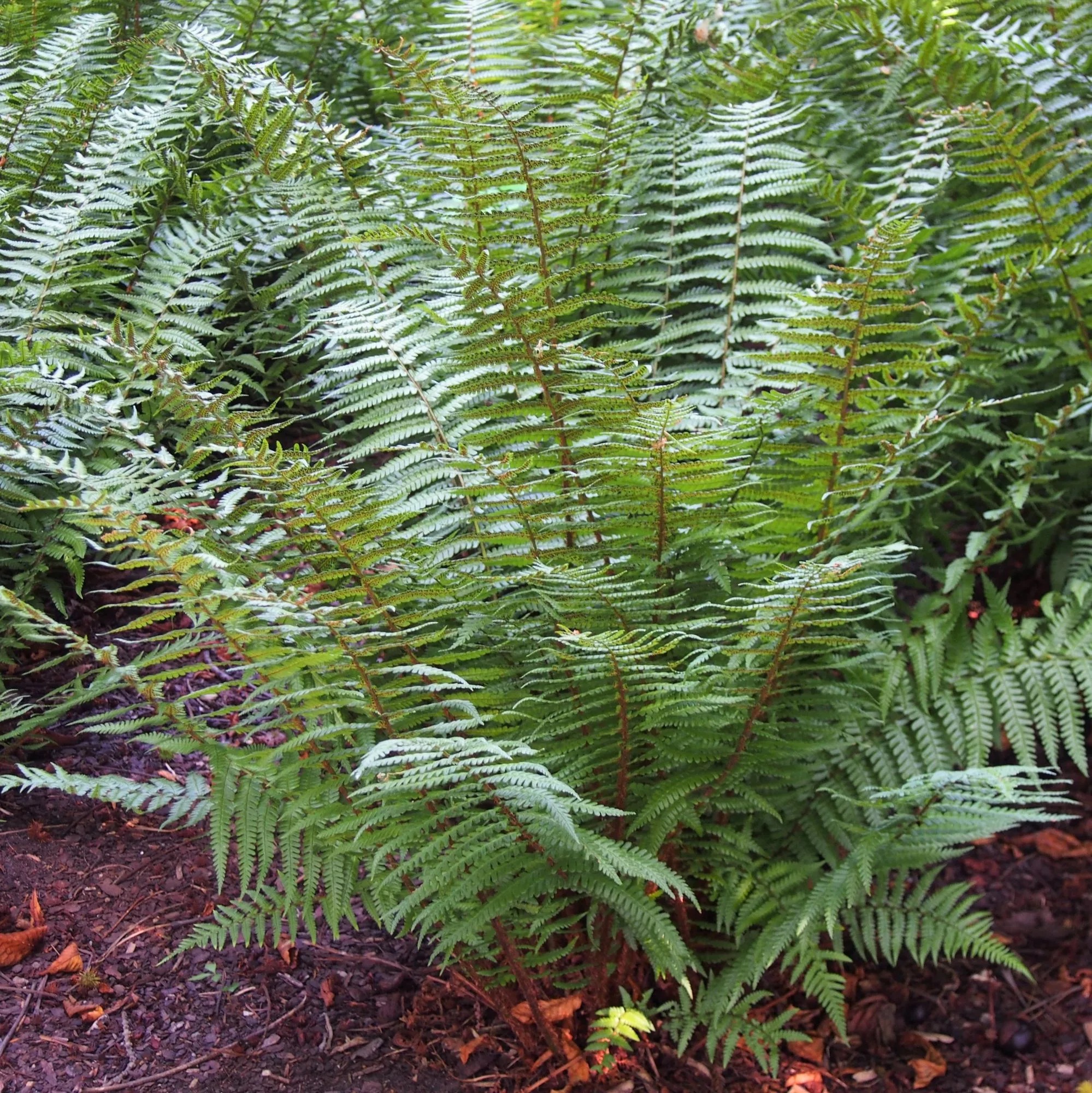 Dryopteris wallichiana