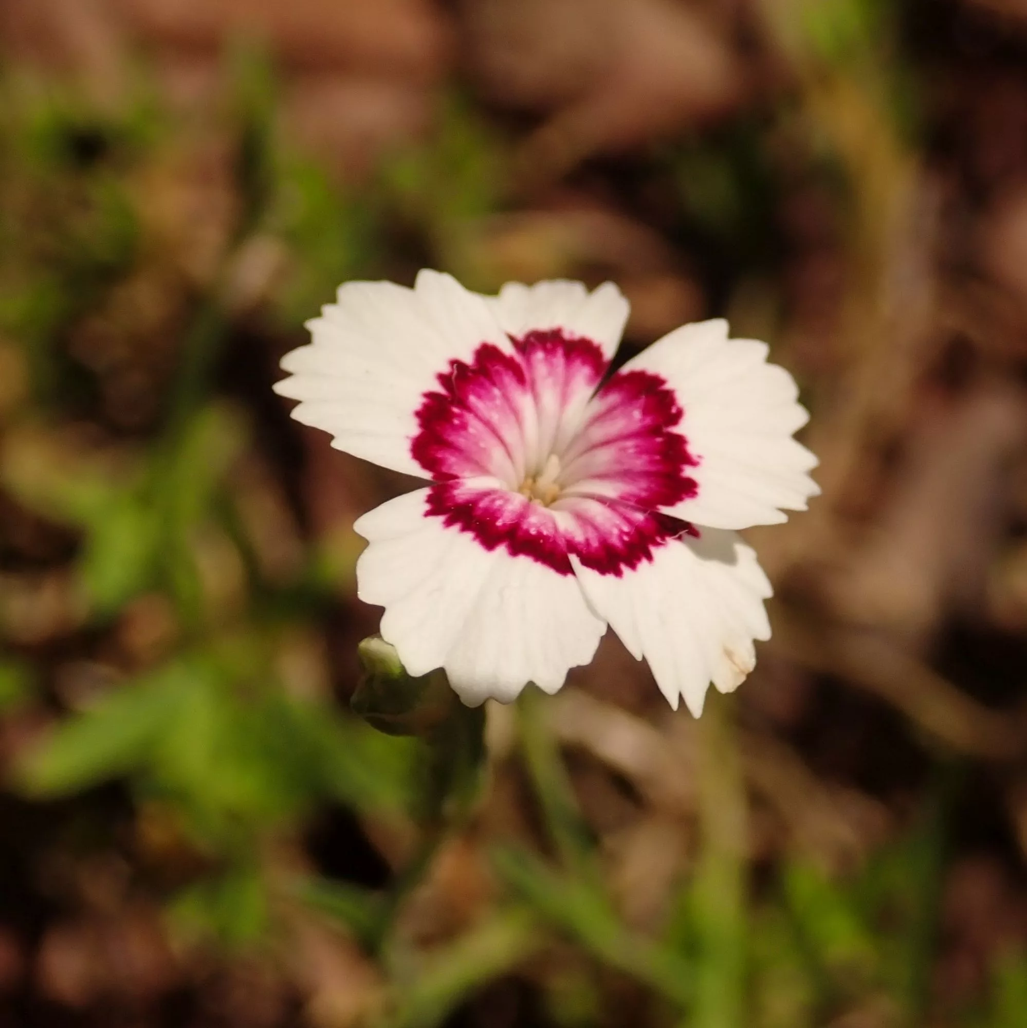 Dianthus deltoides “Arctic Fire”