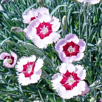 Dianthus caryophyllus "Mountain Frost"
