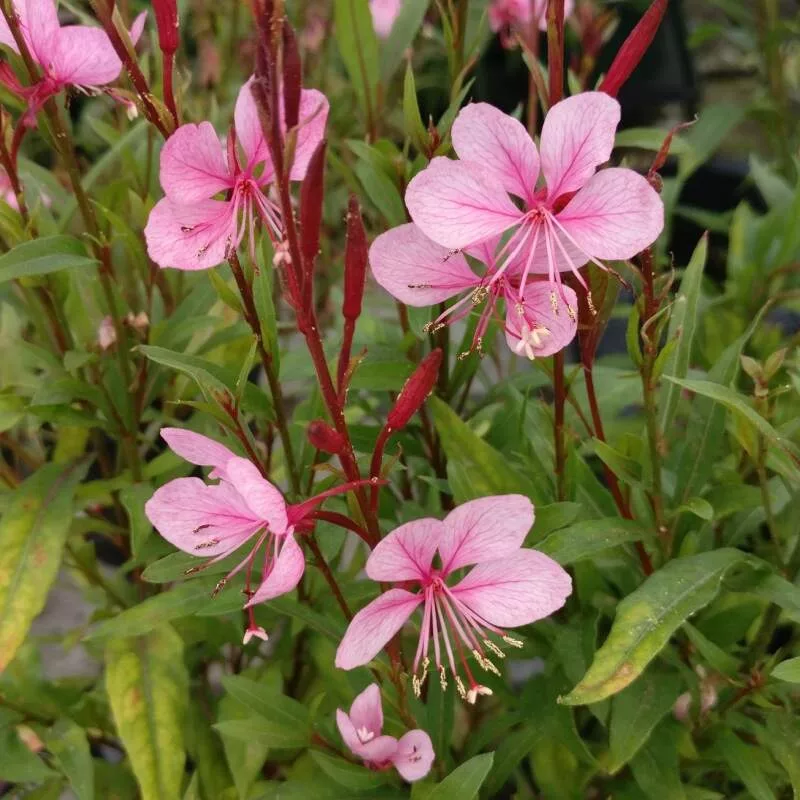 Gaura lindheimeri “Emmeline Pink Bouquet”